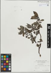 Foto von Salix hastata L.